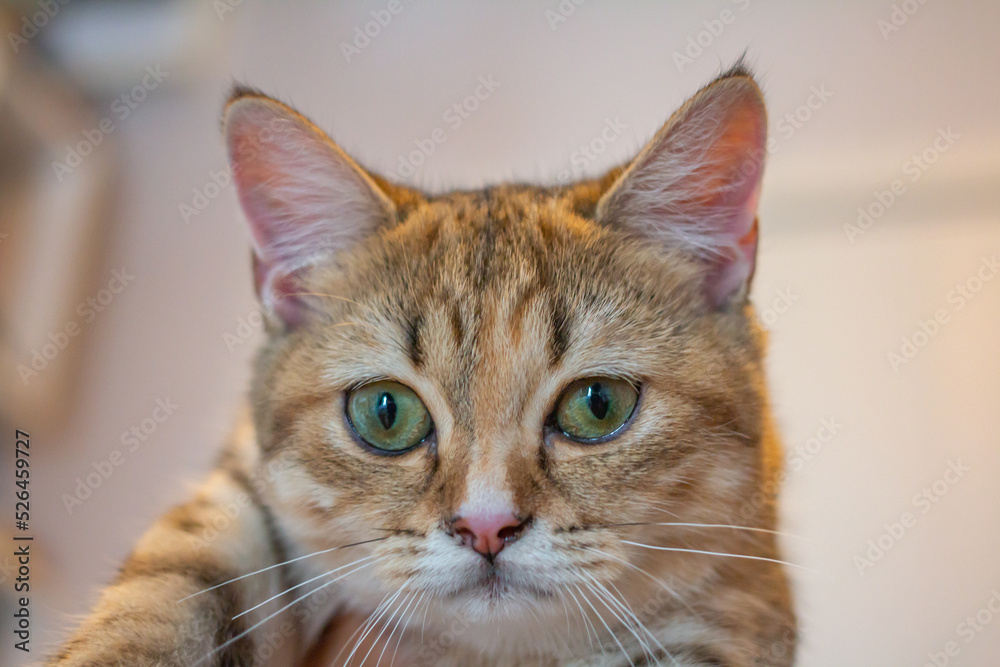 Talking cat look into my eyes. Talking cat look into my eyes.
