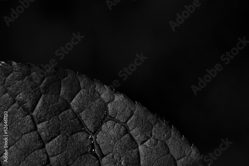 Foto Grayscale macro of a leaf with dew