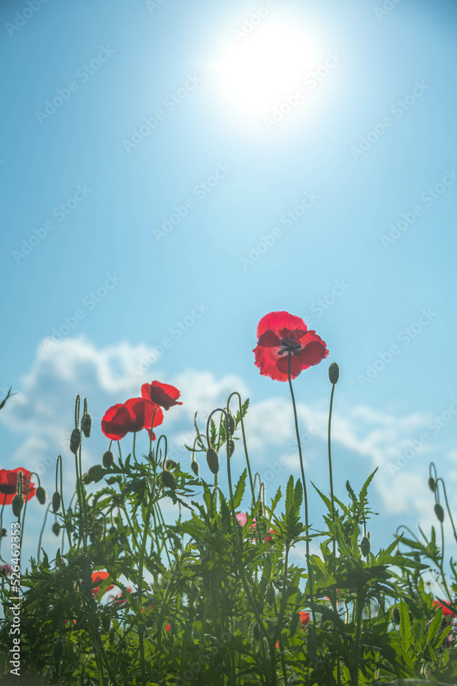 Obraz premium ポピー畑