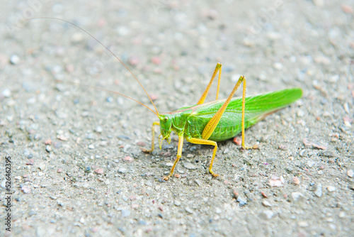 Close up of green grasshopper