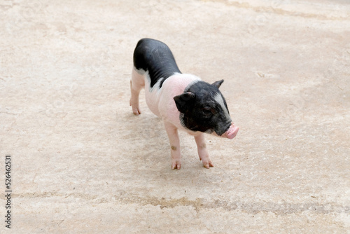 Small dwarf pig pink skin with black-spotted standing on straw waiting for food, lovely small pigs, animal, a popular pet.