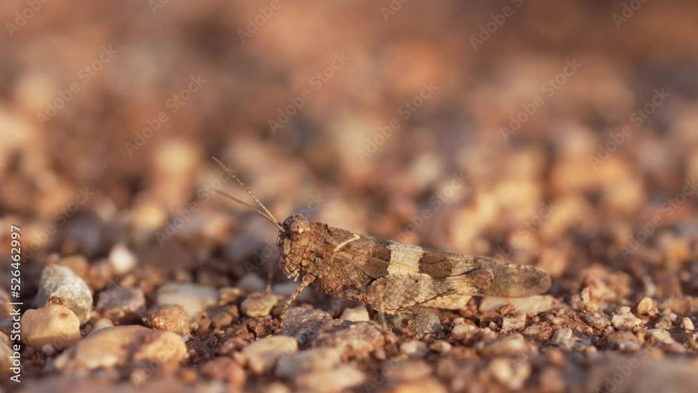 The grasshopper sits on the ground and waits. The grasshopper prepares to jump and jumps
