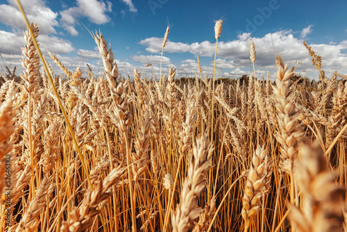 Banner yellow background macro ripe golden wheat field summer day. Industry food concept