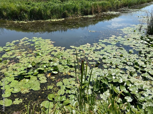 Water channels, floodplains and wetland vegetation in the Kopacki rit nature park - Kopacevo, Croatia (Naplavna područja i močvarna vegetacija u parku prirode Kopački rit - Kopačevo, Hrvatska) photo