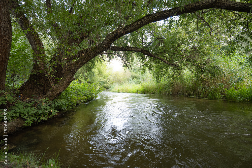 summer landscape near a small river summer landscape near a small river