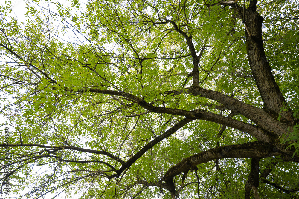 summer landscape of big green tree summer landscape of big green tree