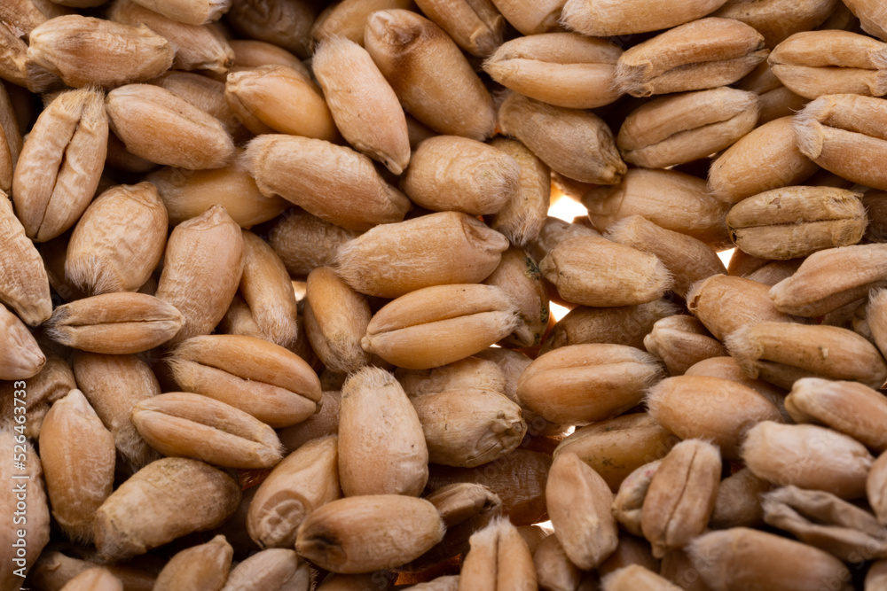 background of wheat grains close-up