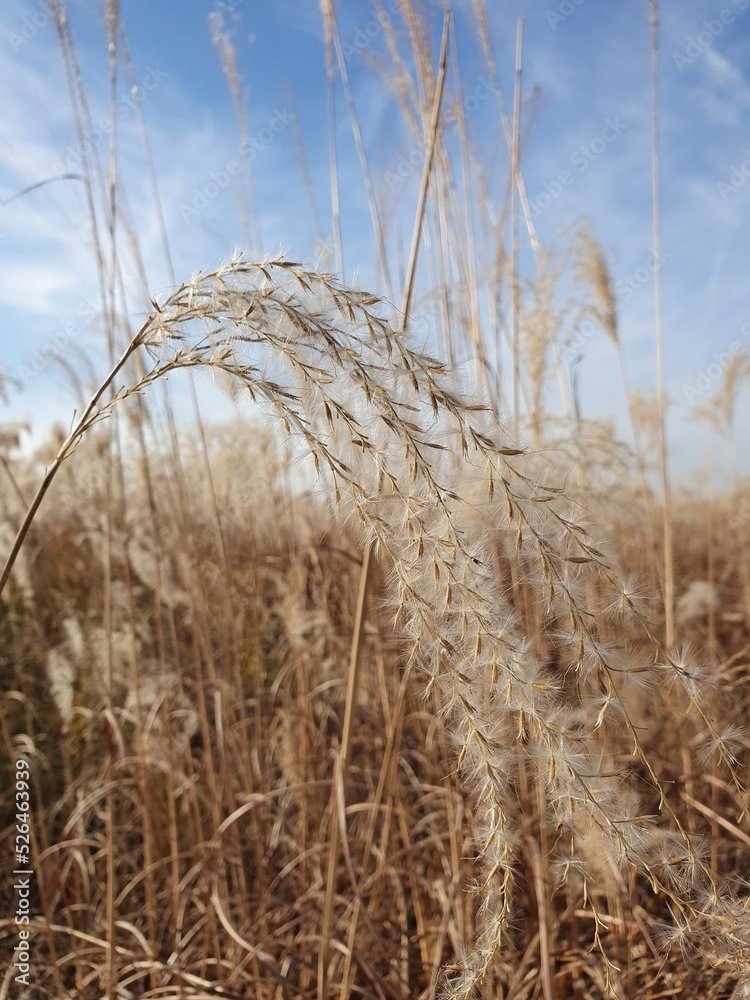 Fototapeta premium A field of reeds