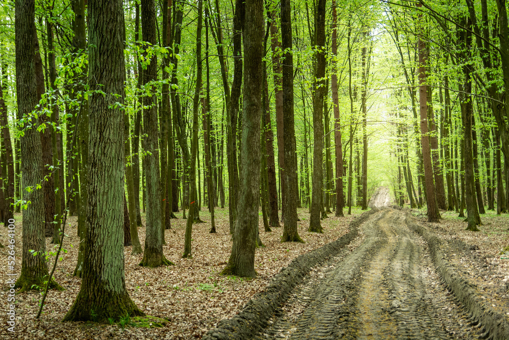 Fototapeta premium Unpaved road through the green spring forest