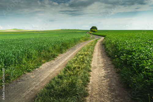 A dirt road through huge green fields photo