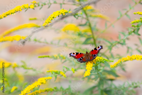 butterfly on a flower © Elena