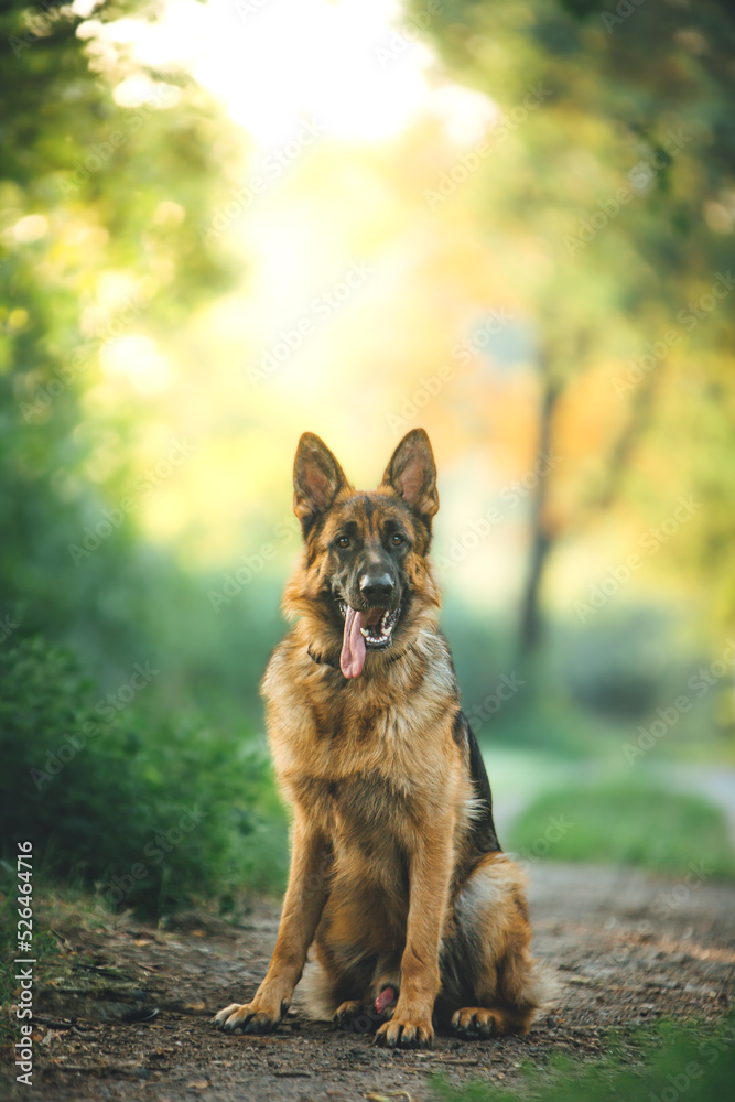 Naklejka premium german shepherd dog