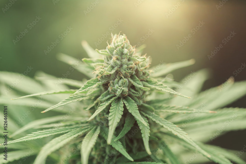 cannabis farm in the morning, legally grown, Cannabis Cultivation. cannabis farm in the morning, legally grown, Cannabis Cultivation.