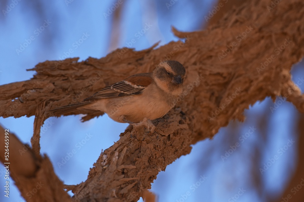 Fototapeta premium Kapsperling (passer melanurus) in einem Kameldornbaum im Sossusvlei (Namibia). 