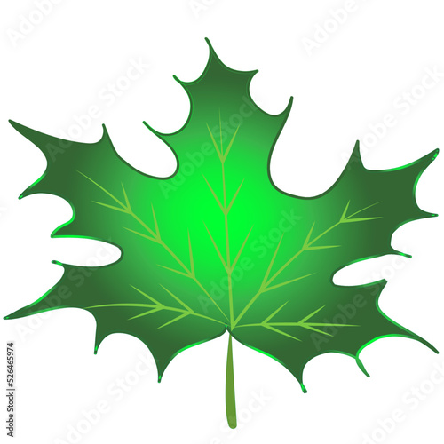 Isolated green autumn leaf. Shown on a white background.