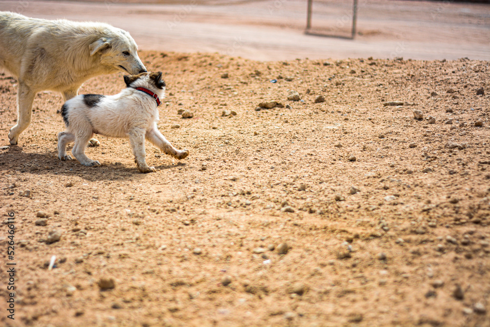 Homeless dogs in the desert Homeless dogs in the desert