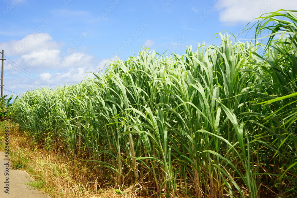 Sugar Cane Field in Kohama-jima Island, Okinawa, Japan - 日本 沖縄 小浜島 さとうきび畑 Sugar Cane Field in Kohama-jima Island, Okinawa, Japan - 日本 沖縄 小浜島 さとうきび畑