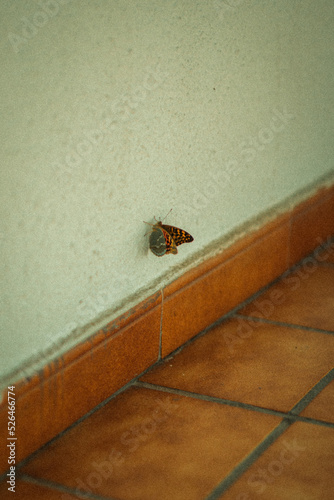 mariposa