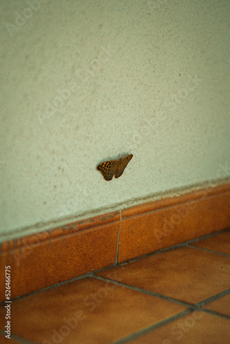 Mariposa