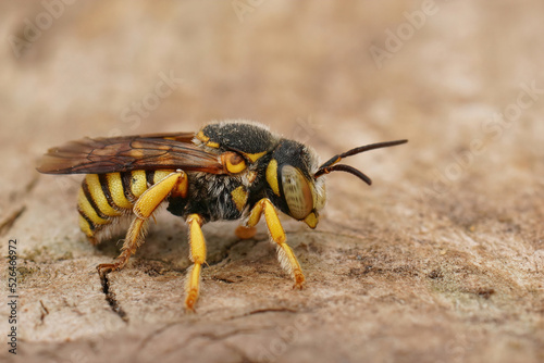 Closeup on a small yellow striped Grohmann's, Yellow-Resin Bee, Ictheranthidium grohmanni © Henk