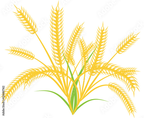 Wheat, barley with transparent background