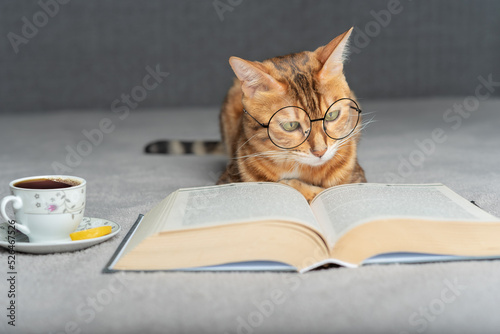 Domestic cat with glasses reads a book.