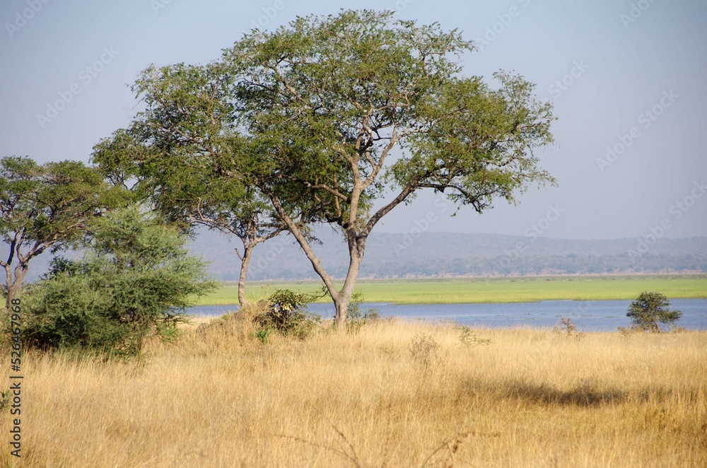 Savannah in the Katavi park in Tanzania, East Africa Savannah in the Katavi park in Tanzania, East Africa