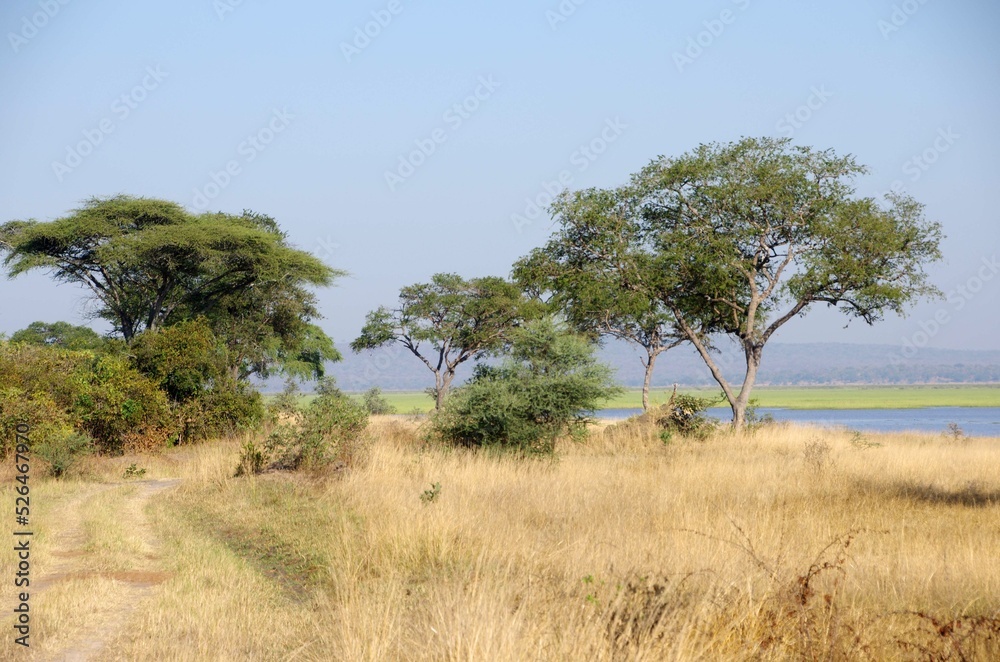 Savannah in the Katavi park in Tanzania, East Africa Savannah in the Katavi park in Tanzania, East Africa