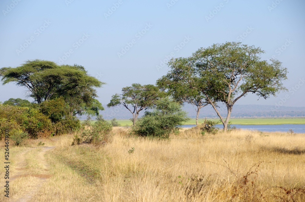 Savannah in the Katavi park in Tanzania, East Africa