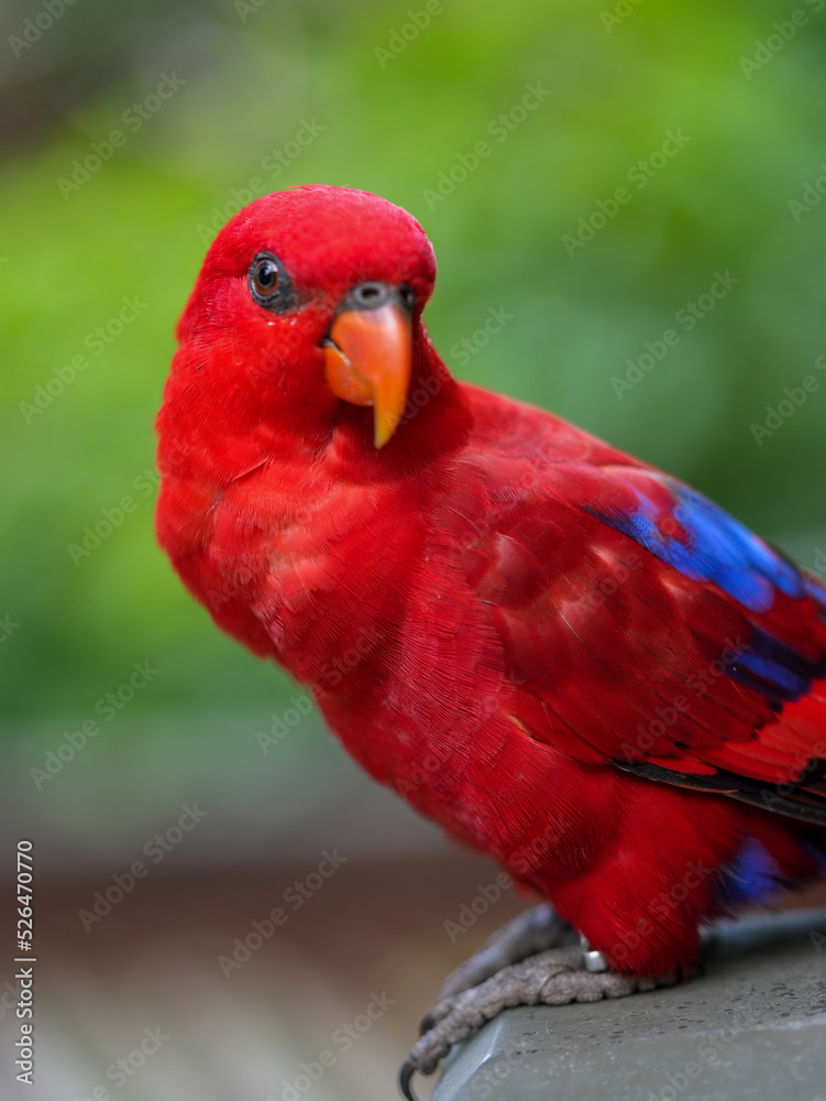 Obraz premium parrot