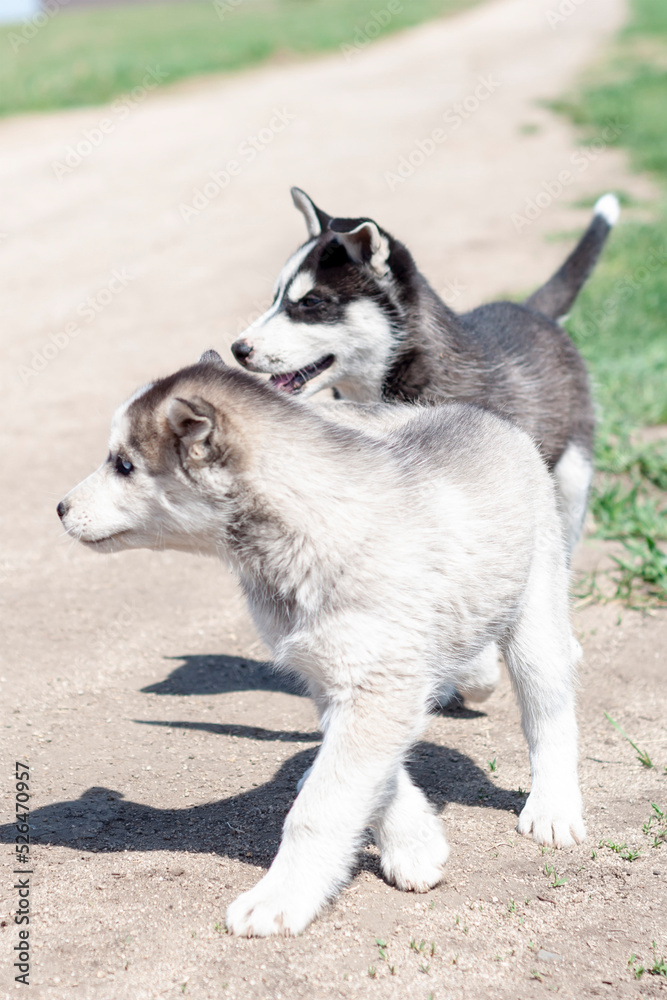 Purebred Siberian husky puppies in the park, vertical shot. Purebred Siberian husky puppies in the park, vertical shot.