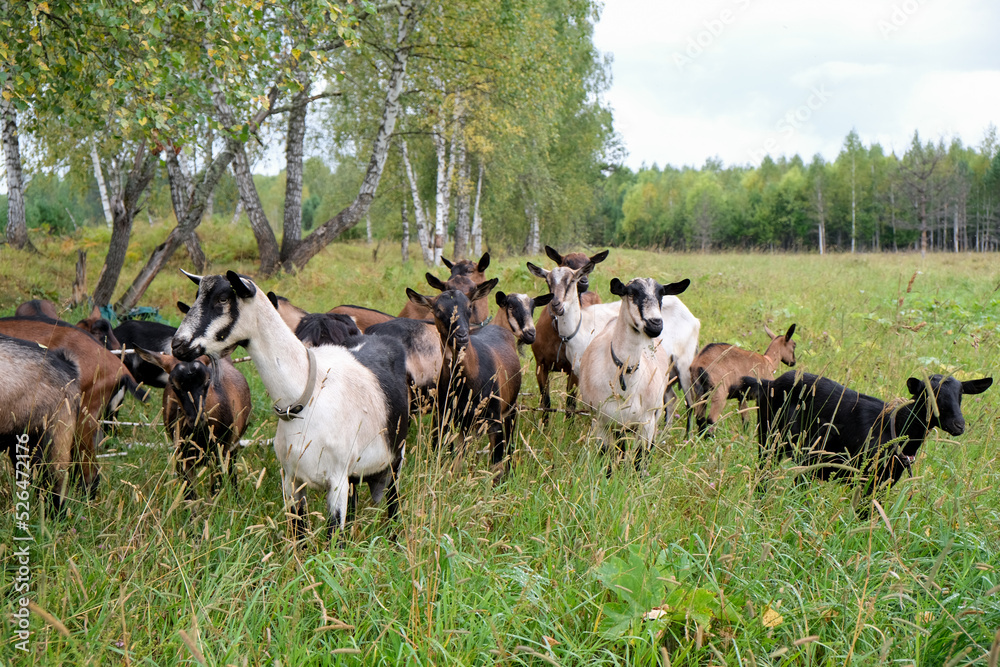 Herd of goats on the eco farm. Brown goats standing in green meadow and looking at the camera. Goat Milk farm.