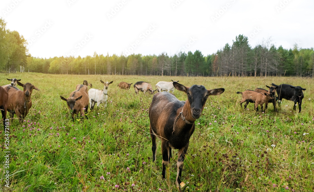 Herd of goats on the eco farm. Brown goats standing in green meadow and looking at the camera. Goat Milk farm. Herd of goats on the eco farm. Brown goats standing in green meadow and looking at the camera. Goat Milk farm.
