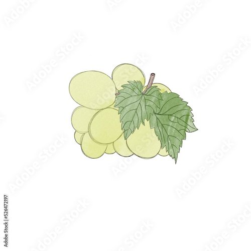 Branch of green ripe grapes- watercolor freehand drawing. Bunch of sweet grapes