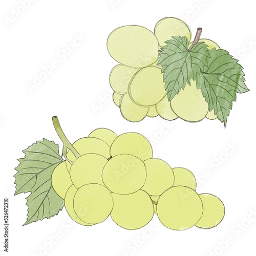 Branch of green ripe grapes- watercolor freehand drawing. Bunch of sweet grapes