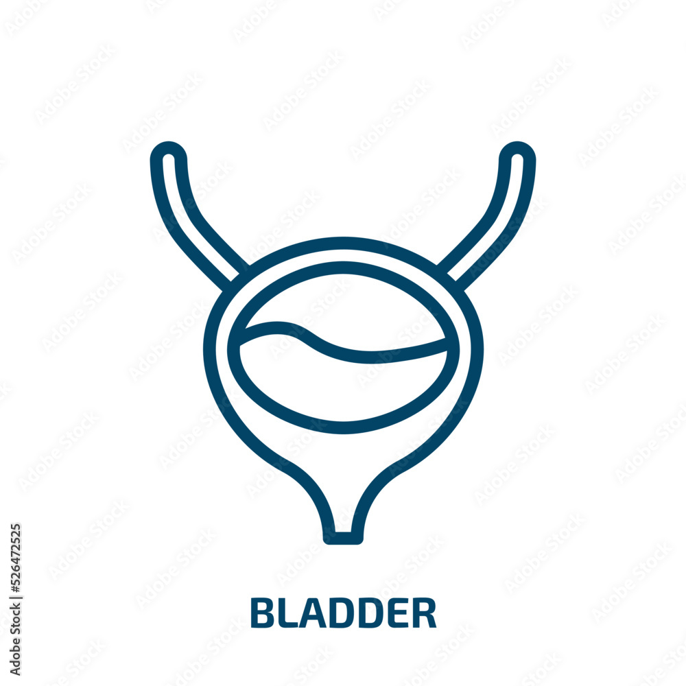 bladder icon from medical collection. Thin linear bladder, body, stomach outline icon isolated on white background. Line vector bladder sign, symbol for web and mobile bladder icon from medical collection. Thin linear bladder, body, stomach outline icon isolated on white background. Line vector bladder sign, symbol for web and mobile