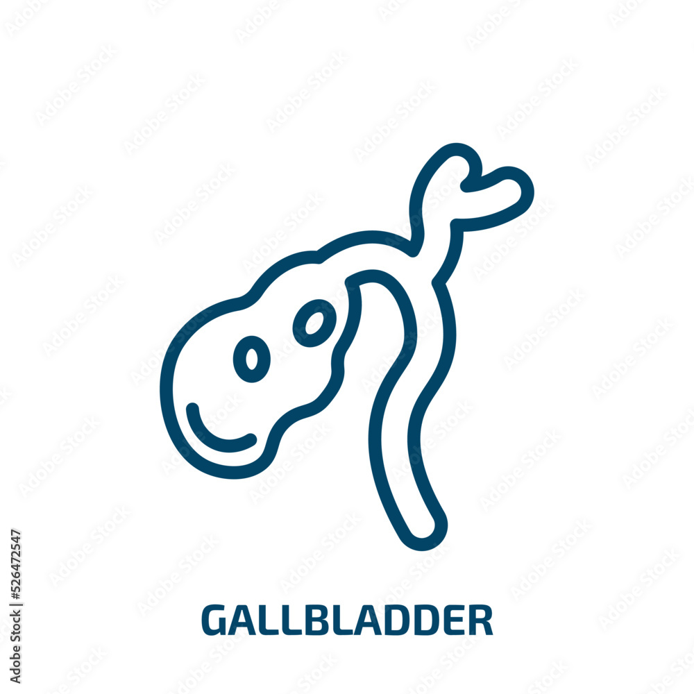 gallbladder icon from medical collection. Thin linear gallbladder ...