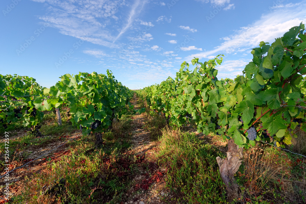 Naklejka premium Sancerre red Pinot noir vineyards in the Loire valley