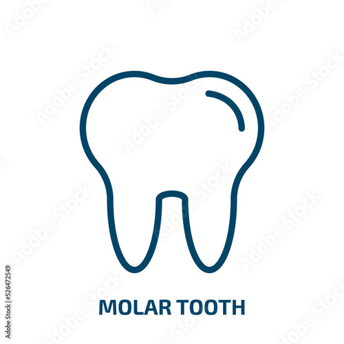 molar tooth icon from medical collection. Thin linear molar tooth, molar, hygiene outline icon isolated on white background. Line vector molar tooth sign, symbol for web and mobile