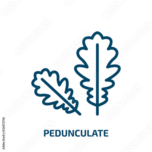 pedunculate icon from nature collection. Thin linear pedunculate, medical, fertility outline icon isolated on white background. Line vector pedunculate sign, symbol for web and mobile