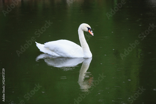 A white swan swims in a lake or pond when it rains  the water in the pond blooms.