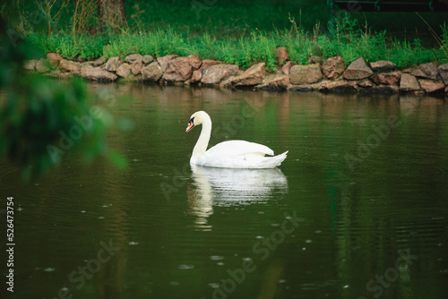 A white swan swims in a lake or pond when it rains, the water in the pond blooms.