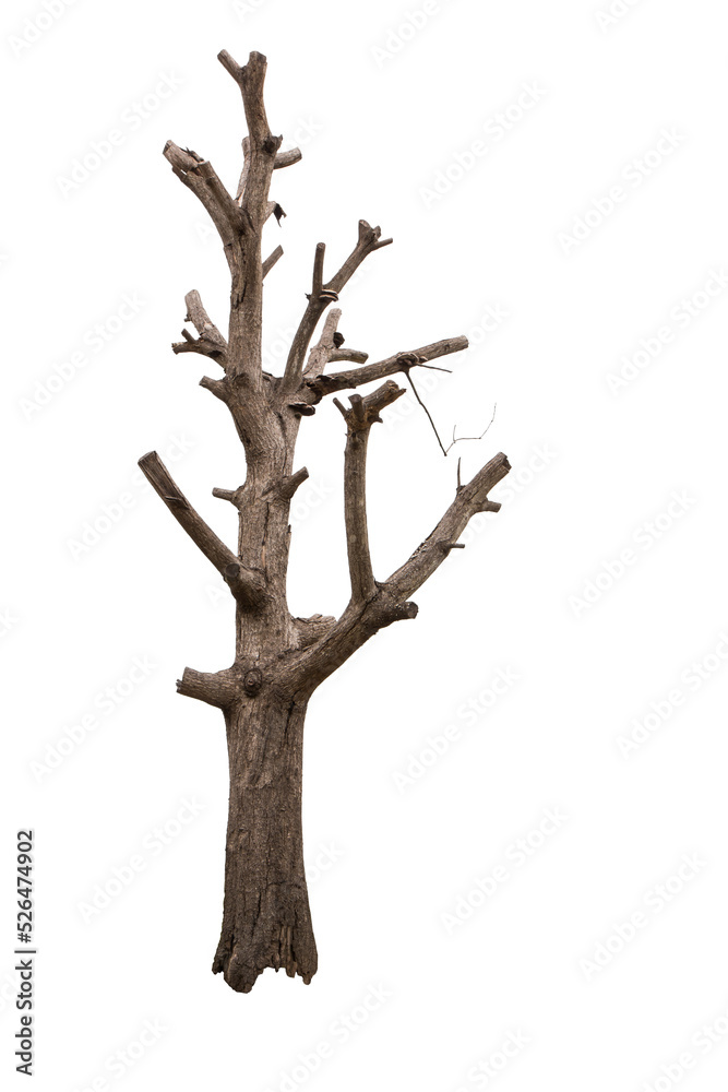 Isolate large bare tree without leaves trimmed branches away until only the stump.