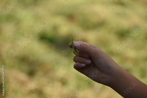 ショウリョウバッタを捕まえた子供の手   © FURISHO