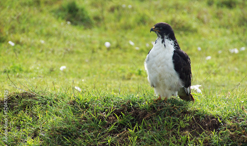 Augur buzzard perched on a green background