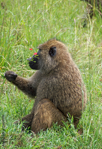A baboon sitting on the grass smelling a red flower   