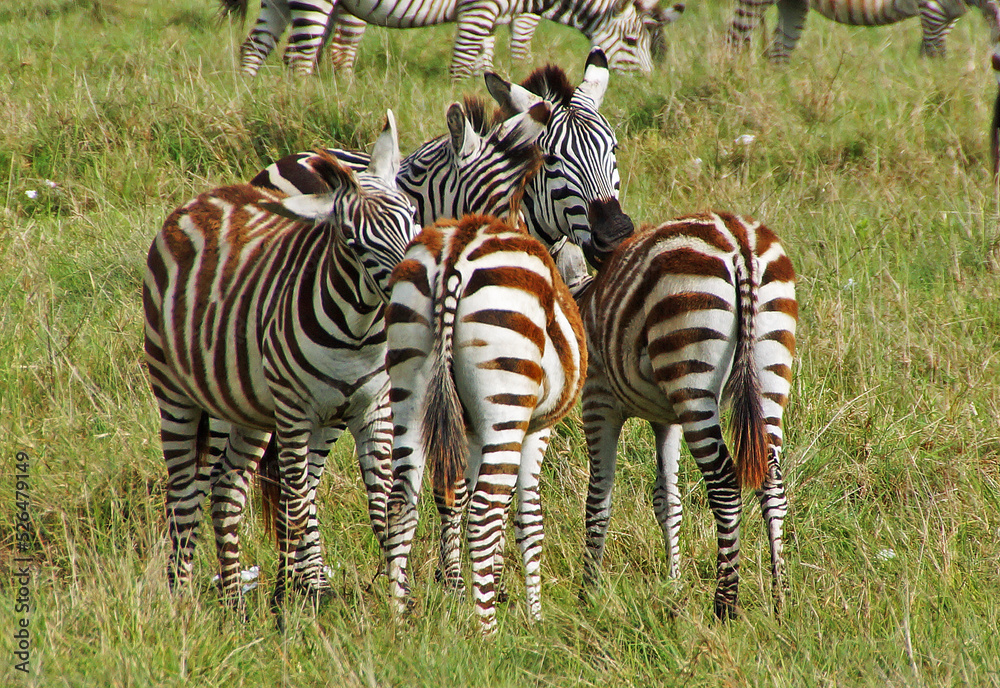 Fototapeta premium zebras on savana