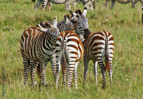 zebras on savana