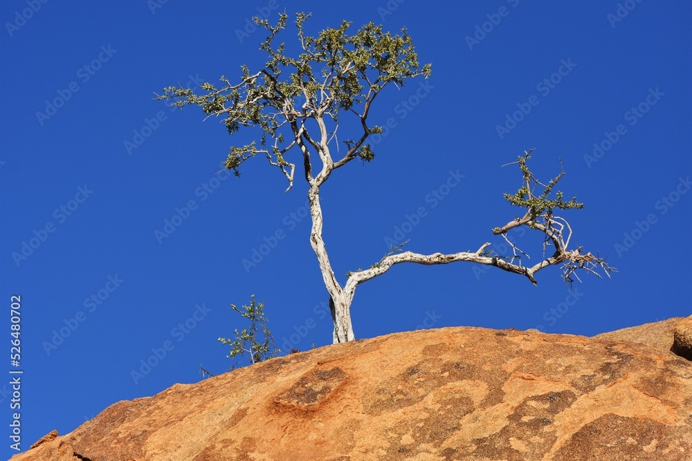 Baum auf den Steinkugeln des Erongo Gebirges in Namibia. Baum auf den Steinkugeln des Erongo Gebirges in Namibia.