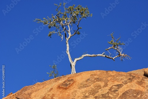 Baum auf den Steinkugeln des Erongo Gebirges in Namibia.